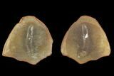 Fossil Worm (Astreptoscolex) Pos/Neg - illinois #120716-1